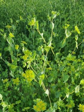 Fresh Cut Bupleurum 10 Stems Per Bunch